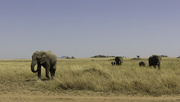 5th Oct 2015 - Elephants of the Serengeti