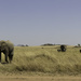 Elephants of the Serengeti by leonbuys83