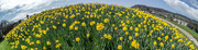 5th Oct 2015 - 272 - A host of golden daffodils