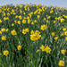 272 - A host of golden daffodils by bob65