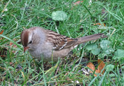 28th Sep 2015 - White-crowned Sparrow