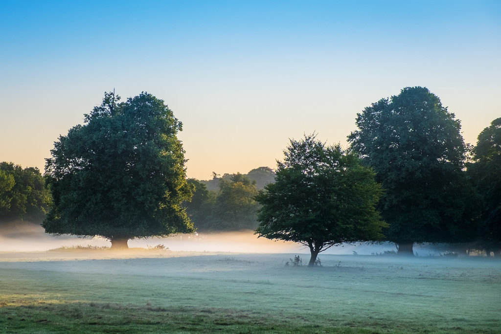 Day 223, Year 3 - Misty Morning In Norfolk by stevecameras