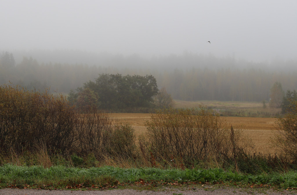 Another foggy morning in Kerava by annelis