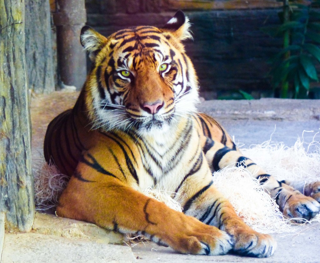 Tiger Tiger by stray_shooter