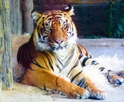 5th Oct 2015 - Tiger Tiger