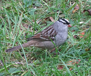 26th Sep 2015 - Mature White-crowned Sparrow
