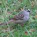Mature White-crowned Sparrow by annepann