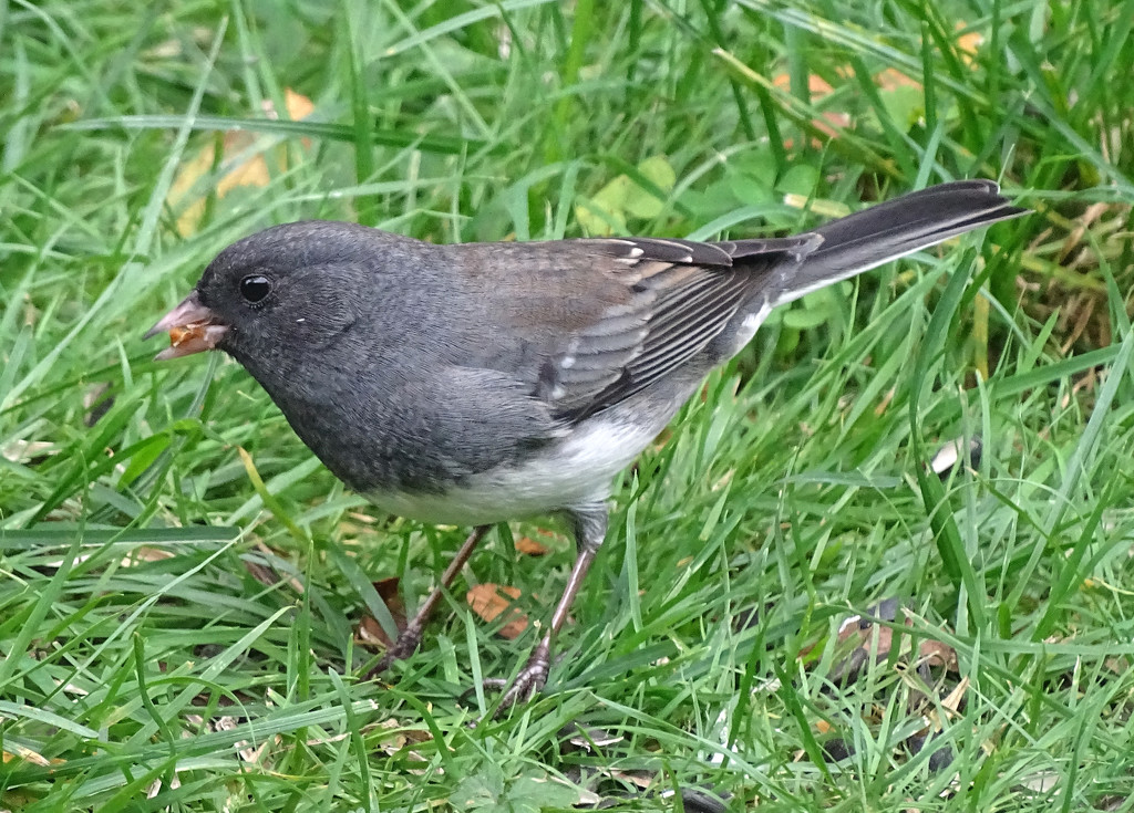 The Juncos are back! by annepann
