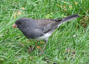 5th Oct 2015 - The Juncos are back!