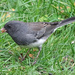 The Juncos are back! by annepann