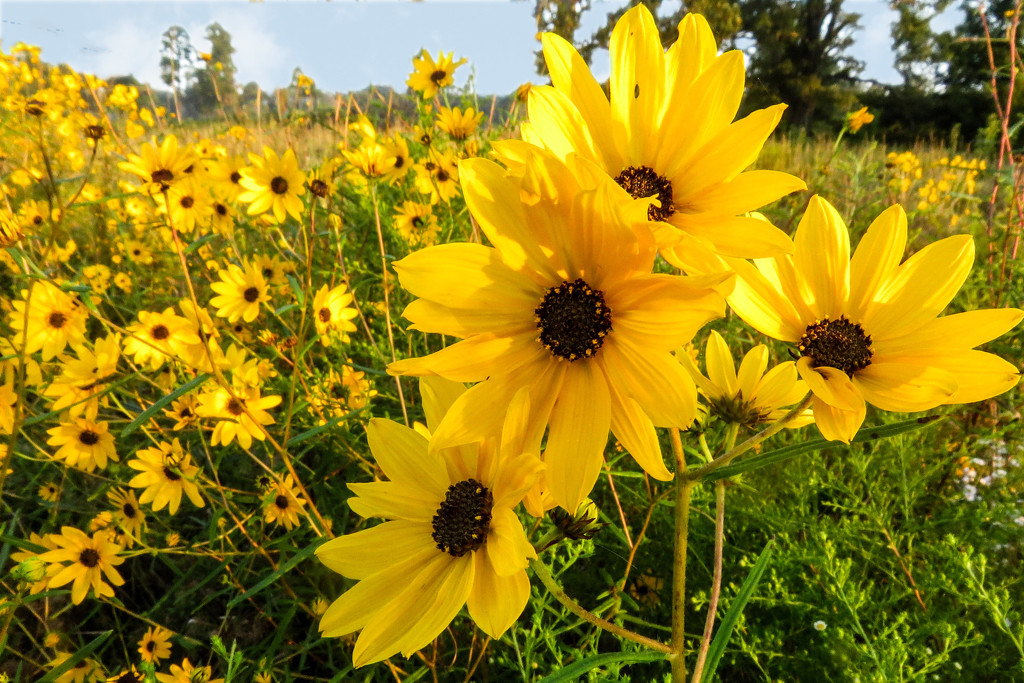 Field of Gold by milaniet