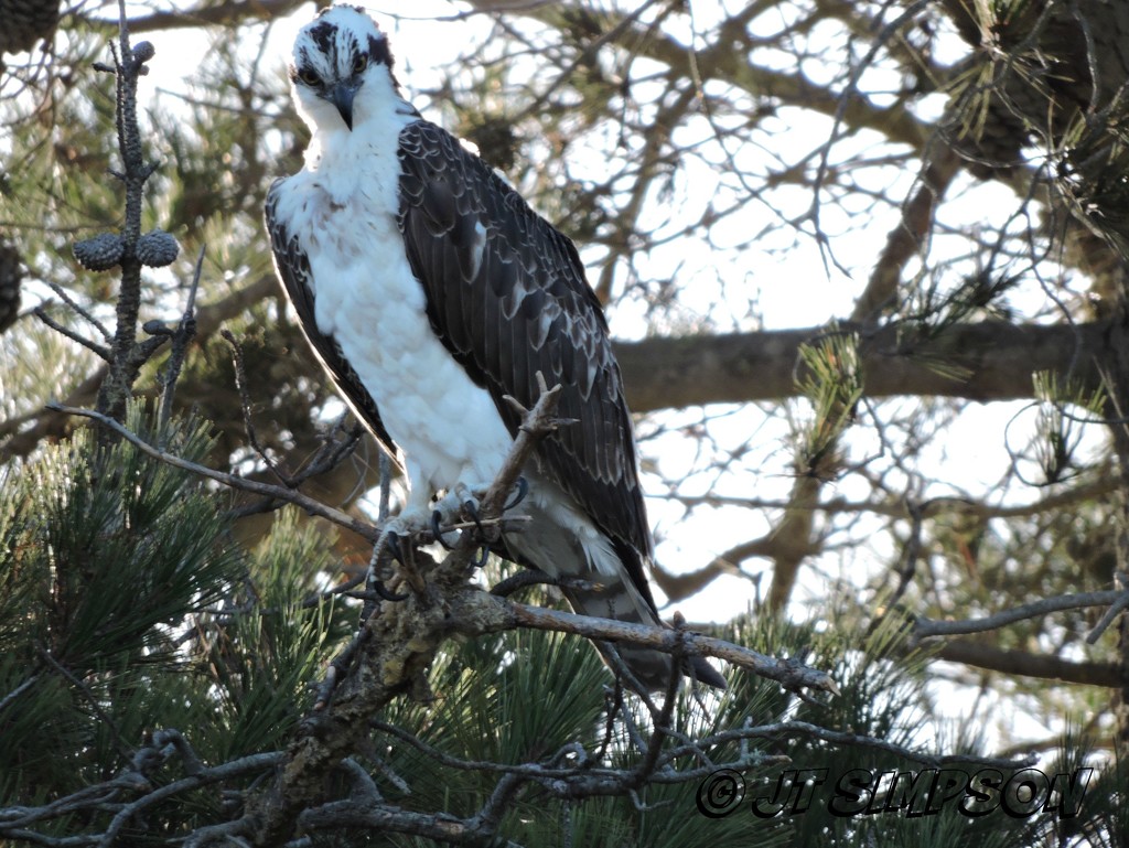 Watchful Osprey by soylentgreenpics