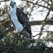 Watchful Osprey by soylentgreenpics
