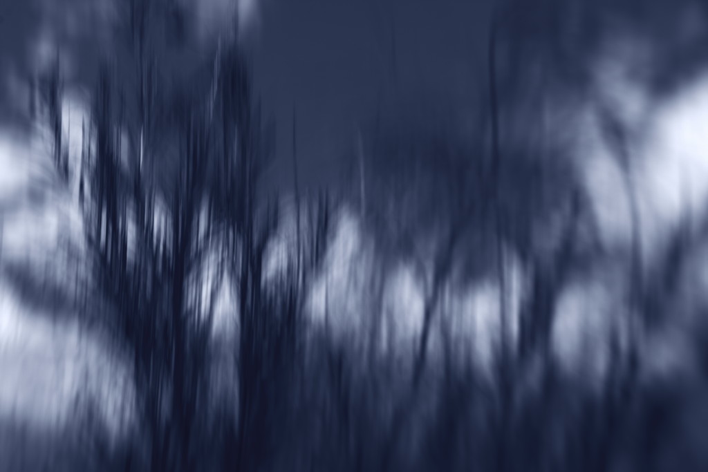 trees against sky in blue by blueberry1222