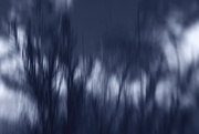 5th Oct 2015 - trees against sky in blue