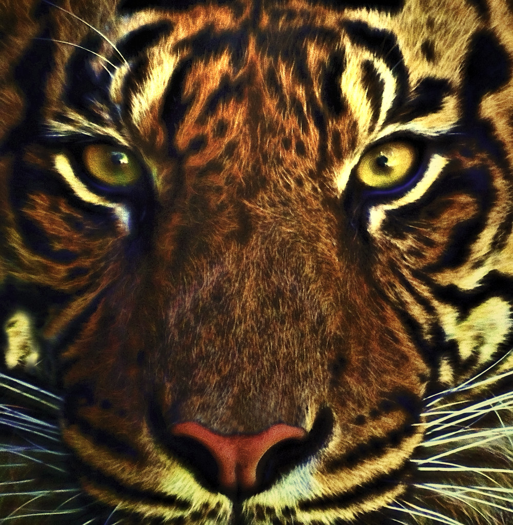 Royal Sumatran by joysfocus