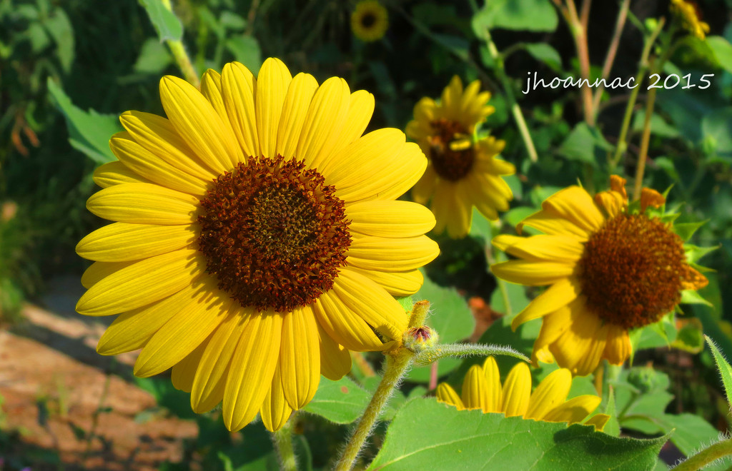 sunflower too by carrieoakey