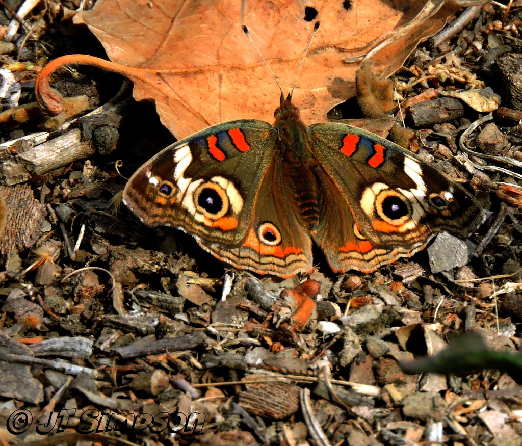 Butterfly in the park by soylentgreenpics