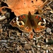Butterfly in the park by soylentgreenpics