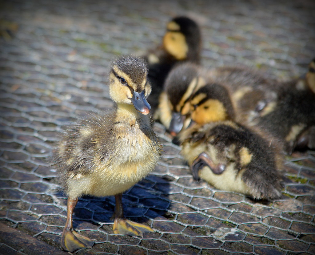 Ducklings by nickspicsnz