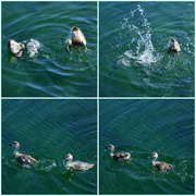 6th Oct 2015 - Duck Diving