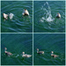 Duck Diving by merrelyn