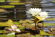6th Oct 2015 - Water Lilies