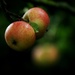 "Don't Go Under The Apple Tree ....."  by motherjane