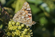 4th Oct 2015 - PAINTED LADY 