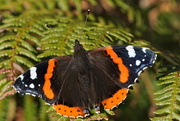 4th Oct 2015 - RED ADMIRAL 