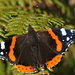 RED ADMIRAL  by markp