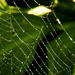 Web drops by novab