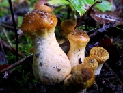 6th Oct 2015 - Bulbous Honey Fungus (Armillaria gallica)  