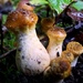 Bulbous Honey Fungus (Armillaria gallica)   by julienne1