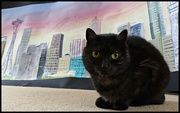 6th Oct 2015 - Cat curious about the huge picture in our house!