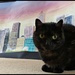 Cat curious about the huge picture in our house! by jokristina