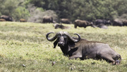 23rd Sep 2015 - Buffalo in Arusha NP