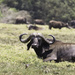 Buffalo in Arusha NP by leonbuys83