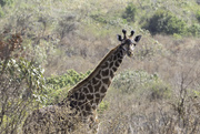 6th Oct 2015 - Masai Giraffe in Arusha NP