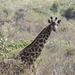 Masai Giraffe in Arusha NP by leonbuys83