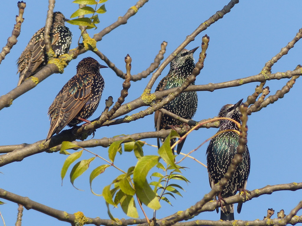  Starlings at Reading Services. by susiemc