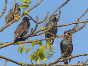 2nd Oct 2015 -  Starlings at Reading Services.
