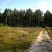 Path to a pine wood  by pyrrhula