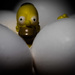 Egghead Homer by stray_shooter