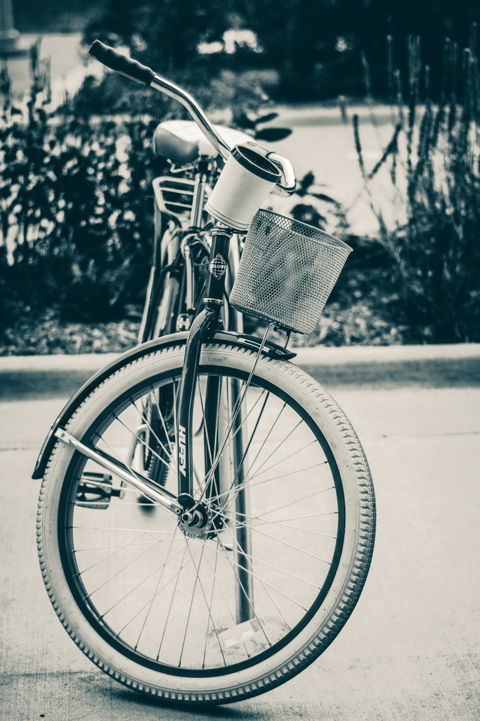 photowalk bicycly by jackies365