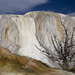 Mammoth Hot Springs at Yellowstone  by pdulis