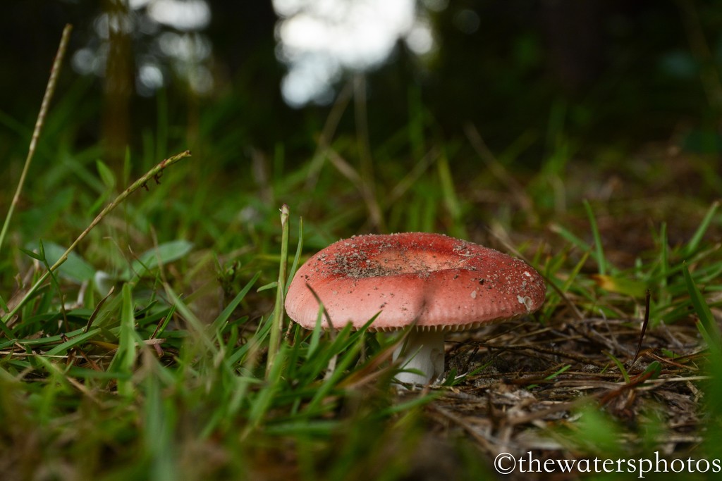 Red fungus by thewatersphotos