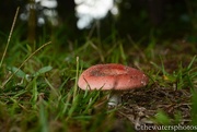 6th Oct 2015 - Red fungus