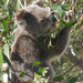 nothin like a new shoot by koalagardens