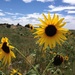Sunflowers by jeffjones